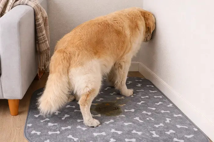 No More Accidents In The House